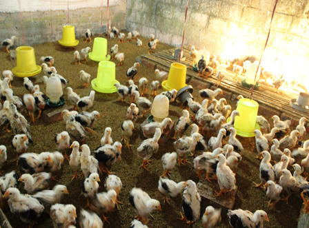 Làng nuôi gà Móng “nhộn nhịp” phục vụ tết Nguyên đán